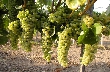 weinsalon „vinvest“ in temeswar: rumänische weine lassen sich zeigen